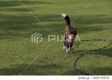 ロングリードを付けてボールをくわえて走っている虎毛の犬 66679976