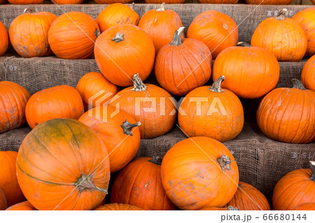 Harvest pumpkin rice straw background.. Harvest pumpkin rice straw background.. 66680144