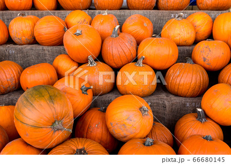 Harvest pumpkin rice straw background.. Harvest pumpkin rice straw background.. 66680145