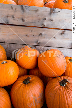 Harvest pumpkin rice straw background.. 66680146