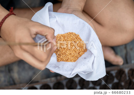 Agriculturist using stick to pick vegetable seeds 66680233