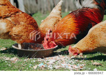 Brown domestic chicken in the summer outdoors Brown domestic chicken in the summer outdoors 66680947