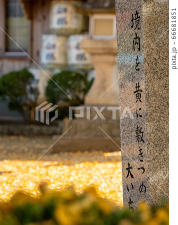 丹生酒殿神社の大銀杏 丹生酒殿神社の大銀杏 66681851