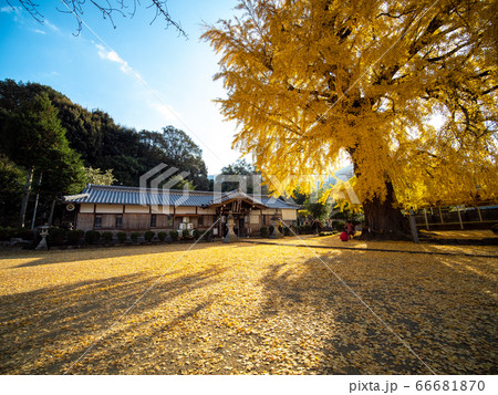 丹生酒殿神社の大銀杏 66681870