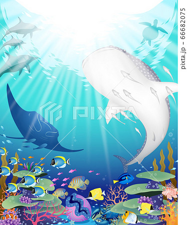 輝く青い海とそこに暮らす野生動物たち 66682075