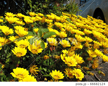 黄色のアフリカンデージーの写真素材