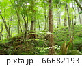 付知橋の森林 66682193