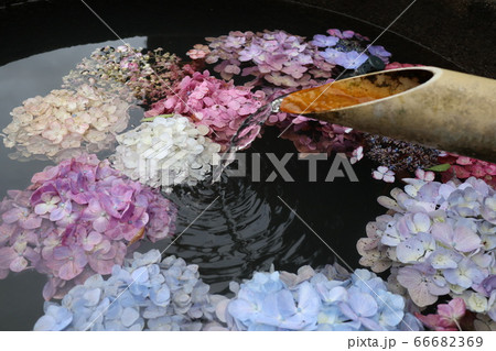 紫陽花の花飾りの写真素材 紫陽花の花飾りの写真素材