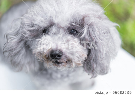 外出自粛でトリミングに行けなかった我が家の犬 外出自粛でトリミングに行けなかった我が家の犬 66682539