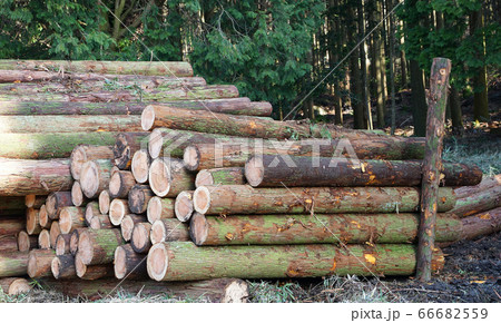 丸太置き場 66682559