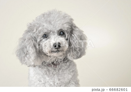 自粛期間中は部屋で大人しくしていた我が家の犬 66682601