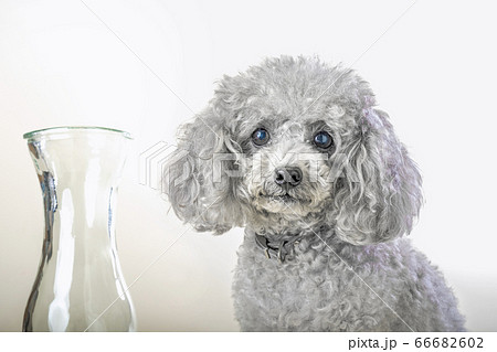 自粛期間中は部屋で大人しくしていた我が家の犬 自粛期間中は部屋で大人しくしていた我が家の犬 66682602