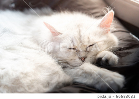 Lazy cat sleeping 66683033
