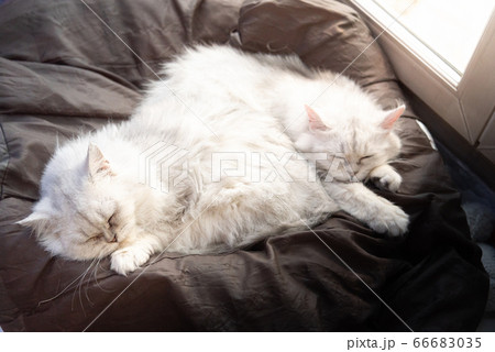 Lazy cat sleeping 66683035