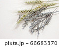 麦とラベンダーのドライフラワー 66683370