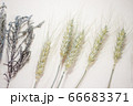 麦とラベンダーのドライフラワー 66683371