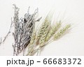 麦とラベンダーのドライフラワー 66683372