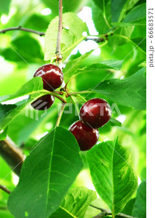 Bunches of cherries on a background of green foliage     66683571