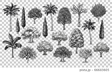 Big collection of trees. Ink sketches set isolated on white background. Hand drawn vector illustration. Retro style. 66683605