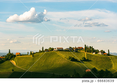 Beautiful landscape of Austrian vineyards in south Styria. Famous Tuscany like place to visit. 66683639