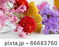 カラフルなドライフラワー 66683760