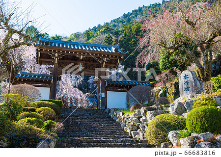 身延山久遠寺、本地院・本行坊(山梨県南巨摩郡身延町)2020年3月春 身延山久遠寺、本地院・本行坊(山梨県南巨摩郡身延町)2020年3月春 66683816