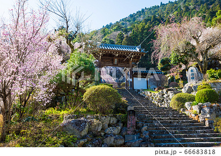 身延山久遠寺、本地院・本行坊の桜(山梨県南巨摩郡身延町)2020年3月春 身延山久遠寺、本地院・本行坊の桜(山梨県南巨摩郡身延町)2020年3月春 66683818