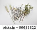 麦とラベンダーのドライフラワー 66683822