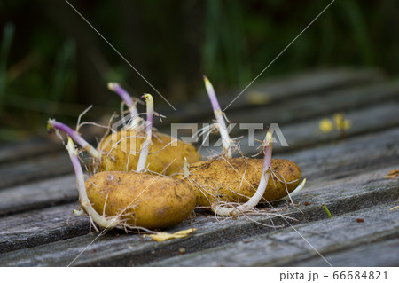 Sprouted potatoes on grey wooden table, dark green background 66684821
