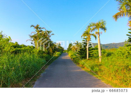 南国の一本道 66685073