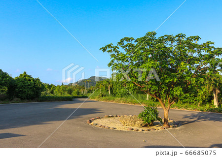 石垣島　八重山鍾乳洞植物園 66685075