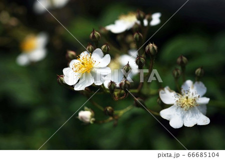 バラ　ツクシイバラの花 66685104