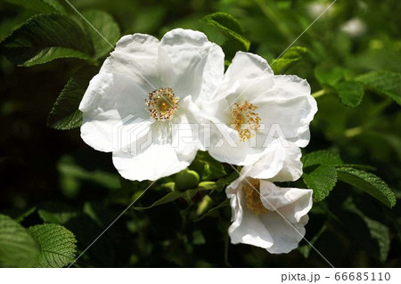 バラ ハマナスの白い花の写真素材
