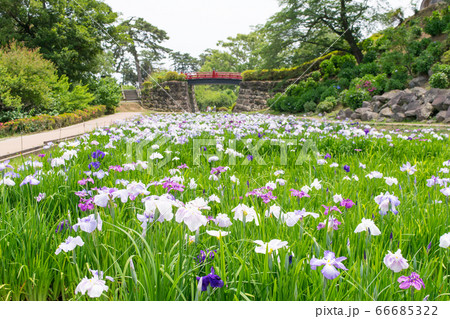 神奈川県　小田原城　本丸東堀菖蒲園 66685322