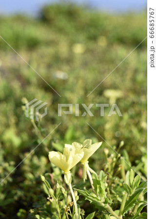 奄美大島のコマツヨイグサ(アカバナ科) 奄美大島のコマツヨイグサ(アカバナ科) 66685767