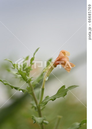 奄美大島のコマツヨイグサ(アカバナ科) 66685769