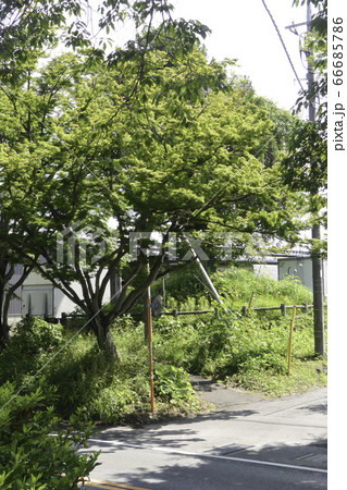 日光街道高谷林一里塚　宇都宮・徳次郎間　東塚 66685786