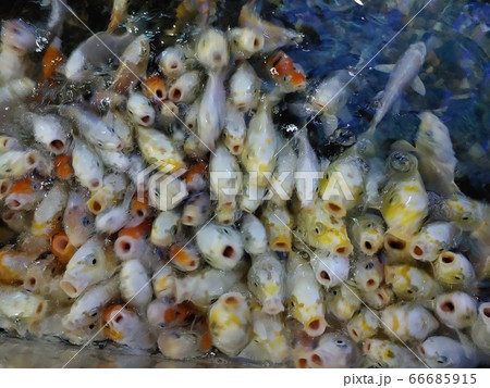 生存 魚 身悶え 66685915