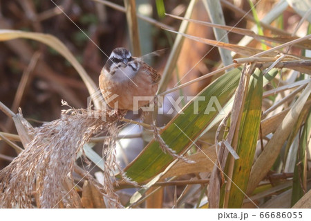 ススキの穂の種を食べるホオジロ 野鳥の写真素材