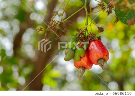 Cashew fruit Cashew fruit 66686110
