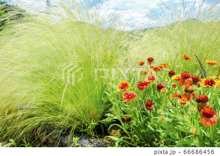 山野草とスティバ 山野草とスティバ 66686456