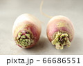 ２つの伊吹大根 66686551