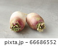 ２つの伊吹大根 66686552