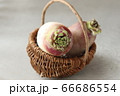 ２つの伊吹大根 66686554