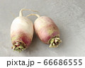 ２つの伊吹大根 66686555