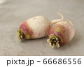 ２つの伊吹大根 66686556