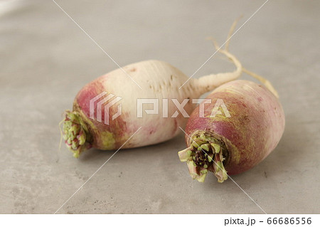２つの伊吹大根 66686556