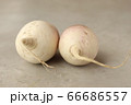 ２つの伊吹大根 66686557