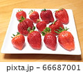 たくさんの種類の並んだいちご 66687001