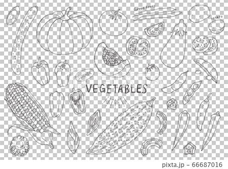 Summer vegetables hand drawn illustration set 66687016
